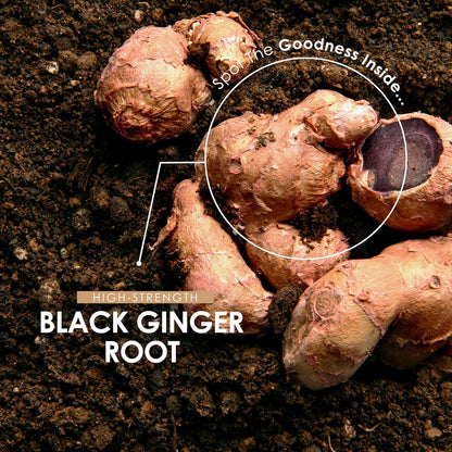 Black Ginger Extract 1950Mg – High Strength 4% Dimethoxyflavo