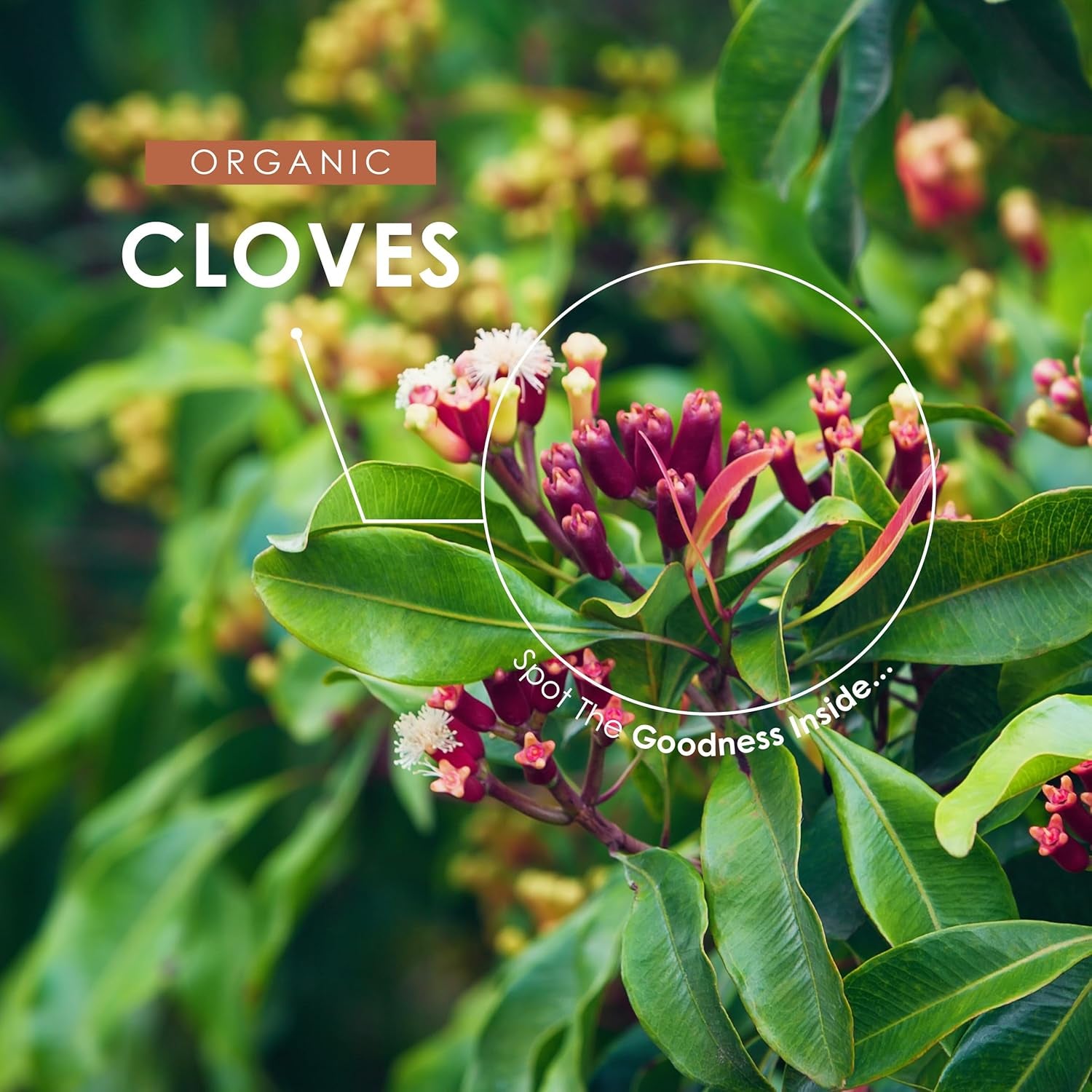 Organic Clove 500mg Capsules
